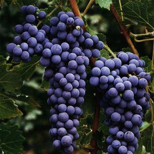 Siyah Üzümün Zenginliği ve Sağlığa Faydaları